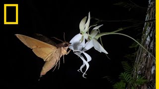 Rare Ghost Orchid Has Multiple Pollinators  Short Film Showcase [upl. by Orten]