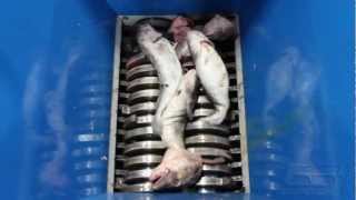 ORGANICS SHREDDING Fish Heads and Waste D [upl. by Liew793]