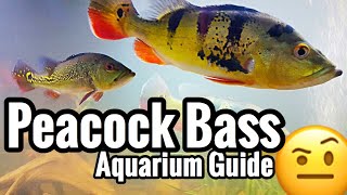 Setup a Peacock Bass Aquarium [upl. by Ifok]