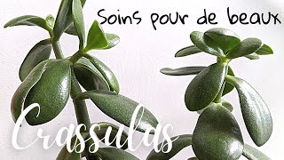 🌿 Soins pour de beaux Crassulas [upl. by Wittenburg]