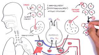 Oxygen  Haemoglobin Dissociation Curve  Physiology [upl. by Lindi]