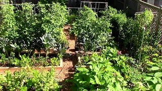 How to Grow a lot of Food in a Small Garden  9 EZ tips [upl. by Cinnamon]