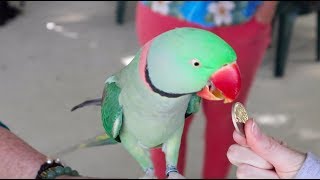 Pierre the Alexandrine Parakeet LOOK HOW SMART [upl. by Tabb]