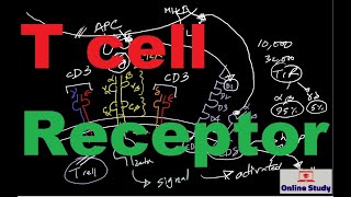 How to use Dynabeads® for immunoprecipitation [upl. by Orlov]