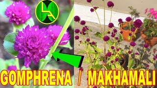 Grow Makhamali flower  Gomphrena [upl. by Hada]