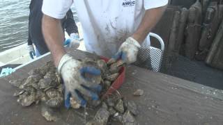 New Way to Grow Oysters [upl. by Sukramaj]