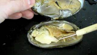 Bivalve Anatomy freshwater mussel [upl. by Nate]