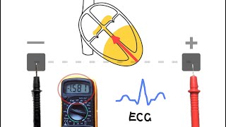 ECGs  How they work [upl. by Leuqer]