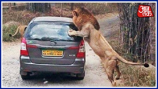 Special Report Close Shave For Tourists As Lions Attack Vehicle On Karnataka BioPark [upl. by Akerahs]