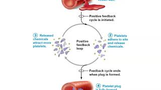 Anatomy and Physiology 1 Chapter 1 [upl. by Marrissa]