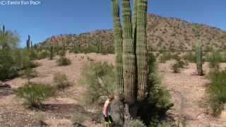 GIANT Saguaro Cactus [upl. by Aseen605]