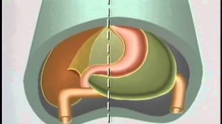 Embryology  Development of the Respiratory System [upl. by Adda284]