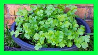 How To Grow Coriander from Cuttings and Roots [upl. by Reprah470]