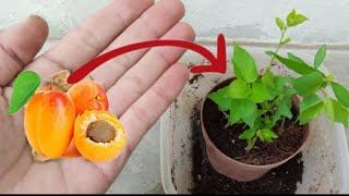 How To Grow Apricot Tree From Seed At Home  Sprouting Planting Apricots Seed [upl. by Broeder]