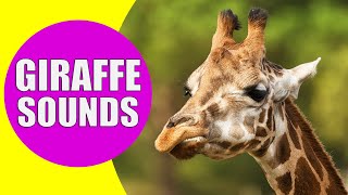 GIRAFFE SOUNDS  Learn Animals with Kiddopedia Shorts [upl. by Castillo]