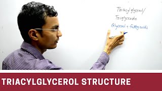 Structure of Triacylglycerol  Triglyceride [upl. by Ydok]