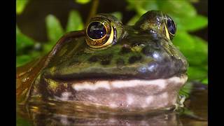 American Bullfrog Call with Green Frog Croaking Accompaniment [upl. by Mcgraw]