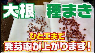 大根種まき【無農薬】【化学肥料なし】【ボカシ】【大根】【種まき】 [upl. by Aicil]