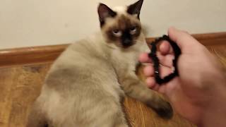 Funny Siamese Cat Videos [upl. by Siegler]