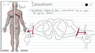 Dermatomes [upl. by Aleemaj858]