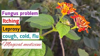 Lantana uses  Lantana camara herbal medicine [upl. by Aihsetel923]