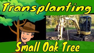 Transplanting Small Oak Tree [upl. by Pearson]