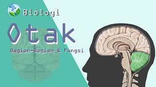 Senam Otak Brain Gym untuk Senior  6 menit  Activity  RUKUN Senior Living [upl. by Bourke]