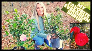 How To Grow Camellias  Camellia Japonica vs Sasanqua [upl. by Naillimixam]