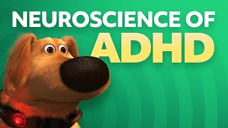 Neuroscience of ADHD [upl. by Anitan939]