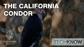 The California Condor  TechKnow [upl. by Agretha]