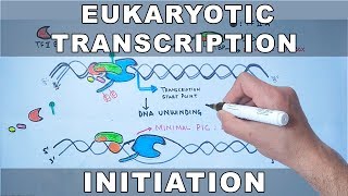 Transcription Initiation in Eukaryotes [upl. by Ketti]