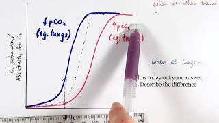 AS Biology  Oxygen dissociation curve OCR A Chapter 84 [upl. by Elokin]