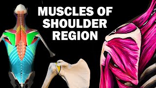 UPPER LIMB MUSCLES 26  SHOULDER REGION [upl. by Ludie710]