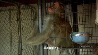 ARC Saves 4 Macaque Monkeys from Cruel Confines [upl. by Fassold]