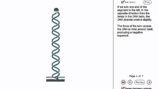 DNA Replication Models [upl. by Sieracki]