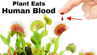 Feeding a Venus Flytrap Human Blood [upl. by Libbi730]