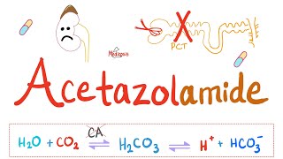 Diuretics  Carbonic Anhydrase Inhibitors  Acetazolamide  Pharmacology Series [upl. by Nedrob]