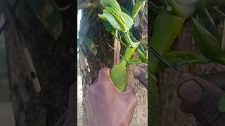 Small Jackfruit Skill [upl. by Valiant]