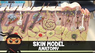 Integumentary System  Skin Model Anatomy [upl. by Docile]