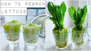 How To Regrow Lettuce With Just Water [upl. by Aierdna]