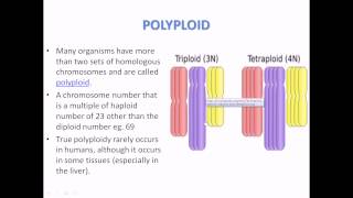 What is Polyploidy [upl. by Annavoig]