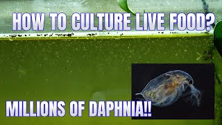 How to Culture Daphnia Secret Method to Breed MILLIONS  Simply Aquatic [upl. by Rocky]