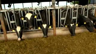 Dairy Farming Documentary [upl. by Castro]