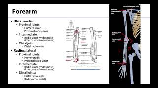 Upper Limb  Bones amp Joints [upl. by Jobina]