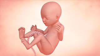 Fetal Development Week by Week Overview [upl. by Avruch]