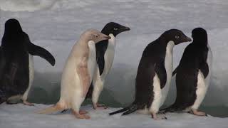 Adelie Penguins in Antarctica 2014 [upl. by Chaffinch]