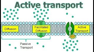 Active Transport [upl. by Higinbotham369]