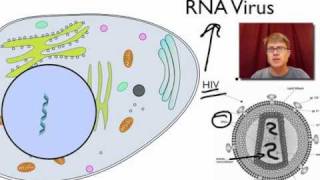 Viral Replication [upl. by Melville]