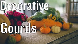 Growing Gourds To Decorate With [upl. by Atiluj]