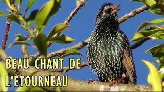 Chant de lETOURNEAU SANSONNET [upl. by Hibbert]